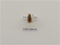 藏品(蜚蠊(1))的圖片